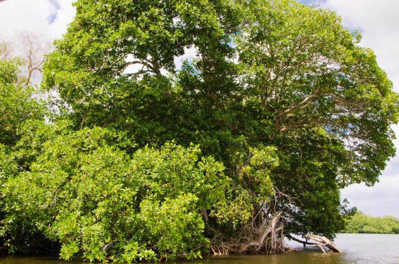 Manglar de Bahia de Cispata, San Antero, Cordoba, ...