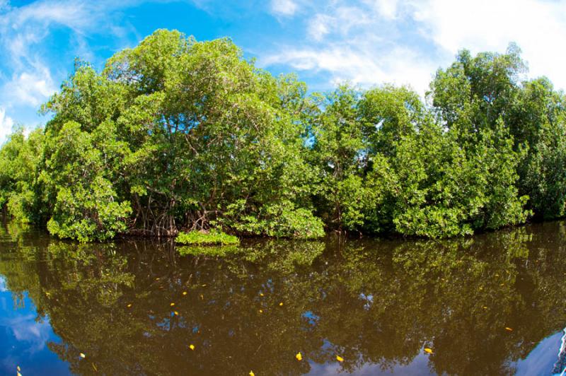 Manglar de Bahia de Cispata, San Antero, Cordoba, ...