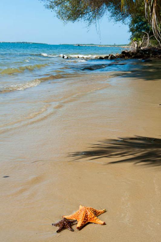 Estrellas de Mar en la Playa, San Onofre, Sucre, S...