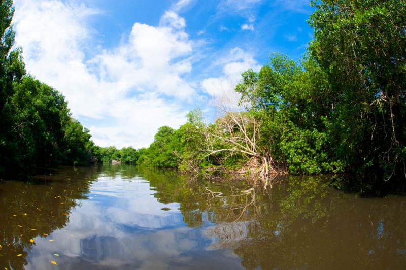 Manglar de Bahia de Cispata, San Antero, Cordoba, ...