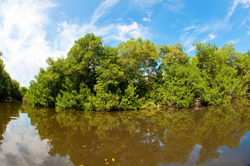 Manglar de Bahia de Cispata, San Antero, Cordoba, ...