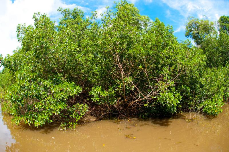 Manglar de Bahia de Cispata, San Antero, Cordoba, ...