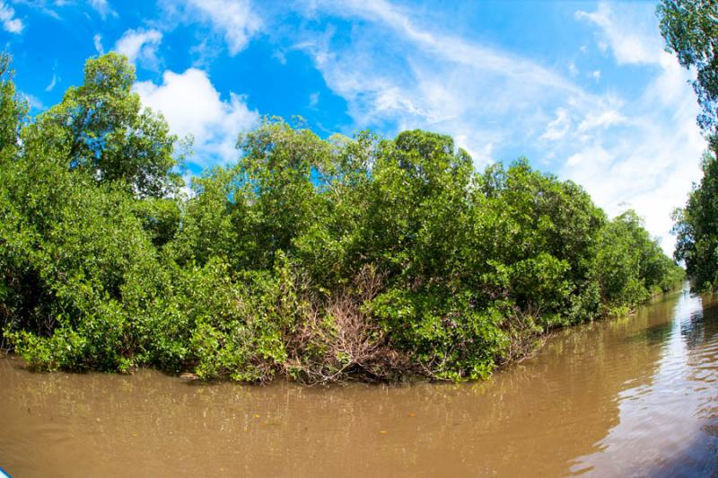 Manglar de Bahia de Cispata, San Antero, Cordoba, ...