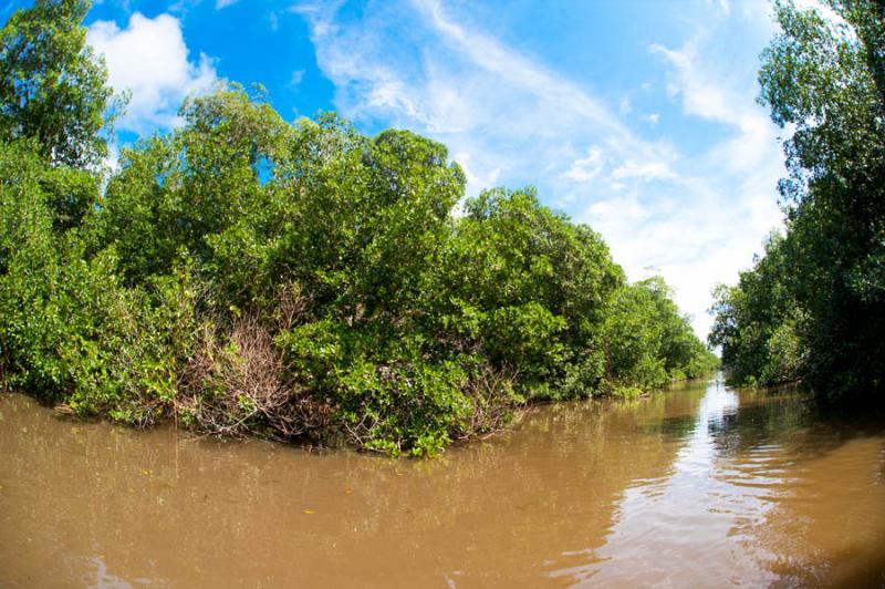 Manglar de Bahia de Cispata, San Antero, Cordoba, ...