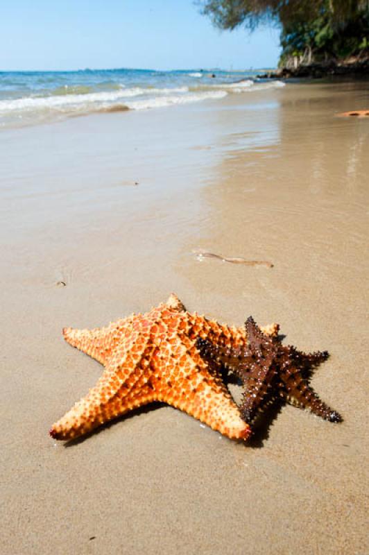 Estrellas de Mar en la Playa, San Onofre, Sucre, S...