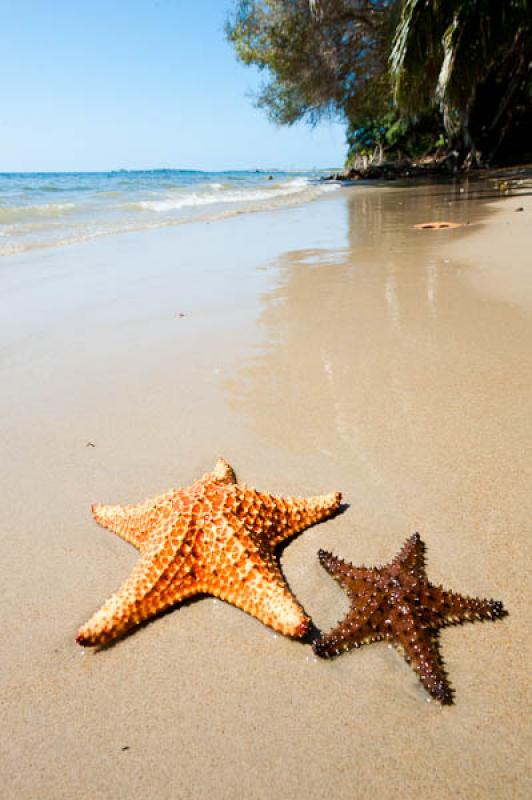 Estrellas de Mar en la Playa, San Onofre, Sucre, S...