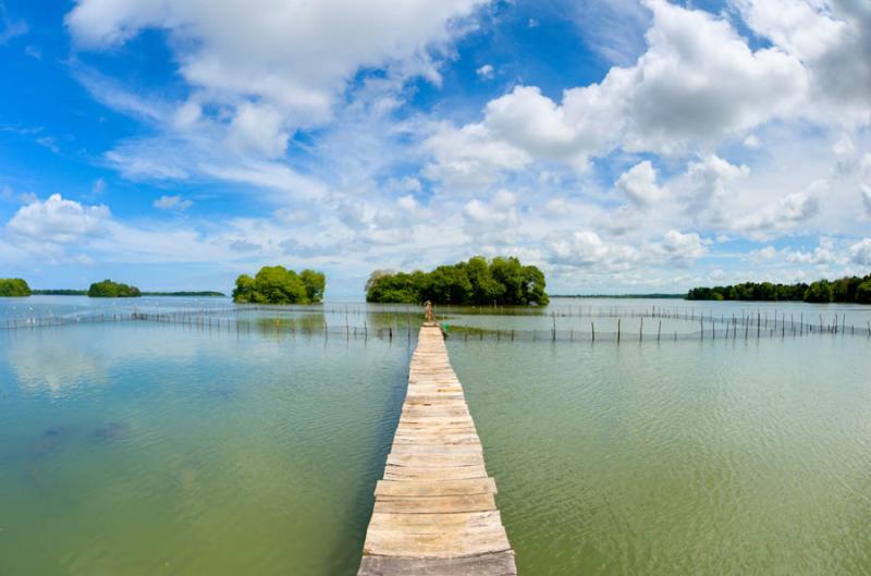 Manglar de Bahia de Cispata, San Antero, Cordoba, ...