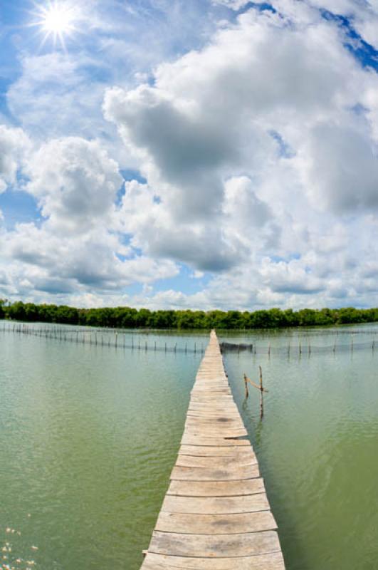 Manglar de Bahia de Cispata, San Antero, Cordoba, ...