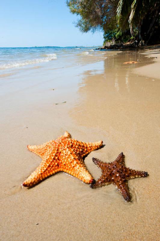 Estrellas de Mar en la Playa, San Onofre, Sucre, S...