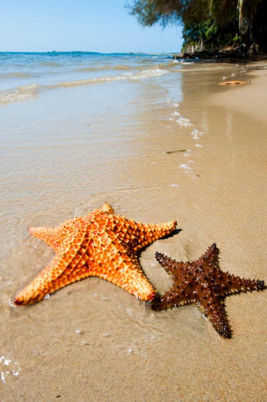 Estrellas de Mar en la Playa, San Onofre, Sucre, S...