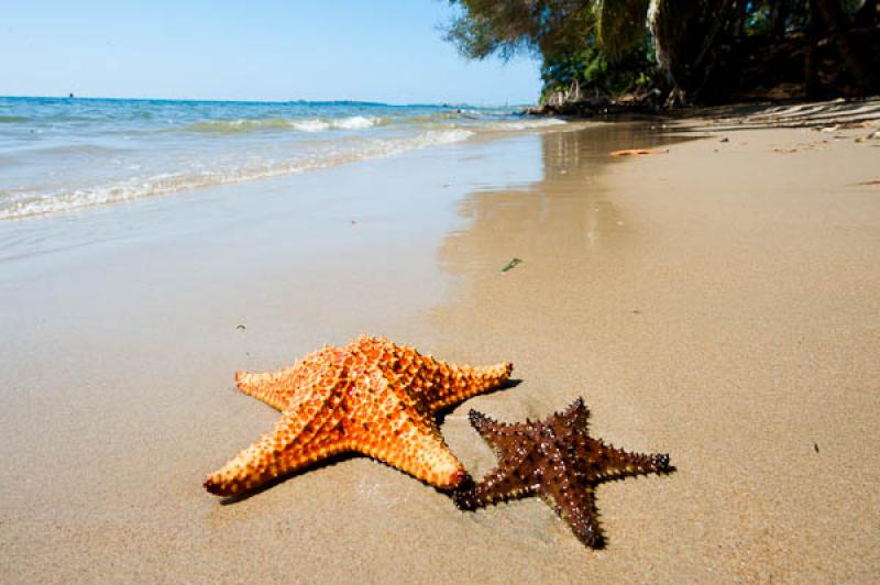 Estrellas de Mar en la Playa, San Onofre, Sucre, S...