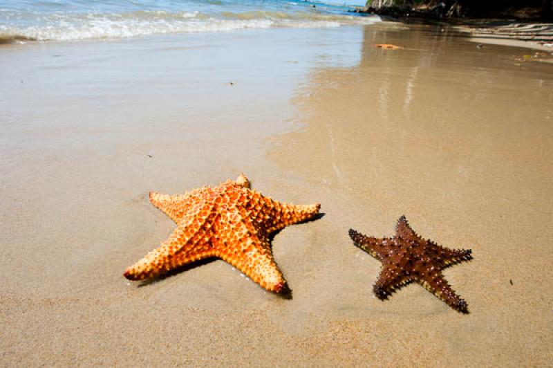 Estrellas de Mar en la Playa, San Onofre, Sucre, S...