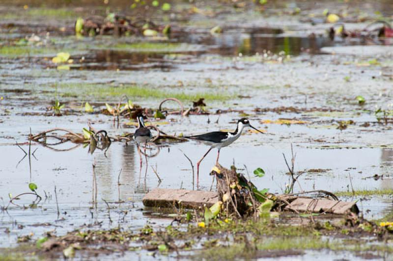 Ardea cocoi, Lago de Maica, Santarem, Para, Brasil...