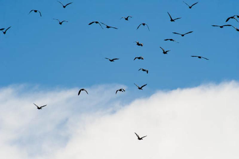 Aves en el Cielo