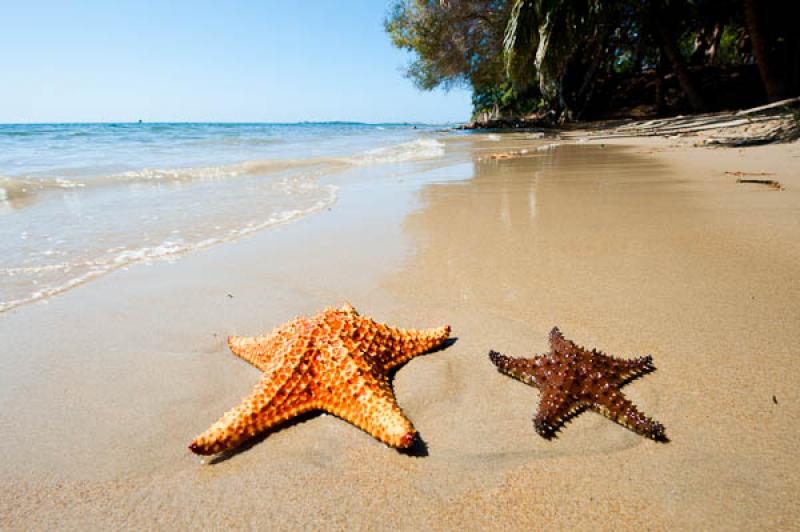 Estrellas de Mar en la Playa, San Onofre, Sucre, S...