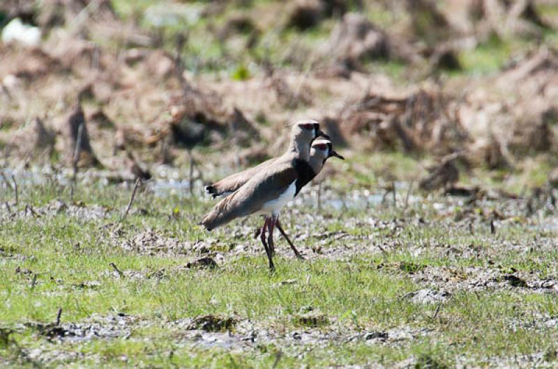 Vanellus chilensis, Lago de Maica, Santarem, Para,...