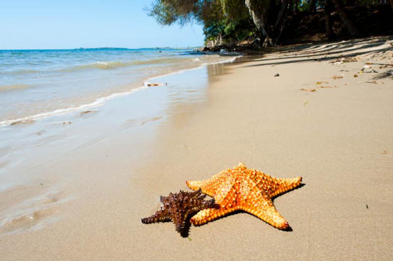 Estrellas de Mar en la Playa, San Onofre, Sucre, S...