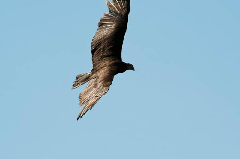 Molothrus Bonariensis, Lago de Maica, Santarem, Pa...