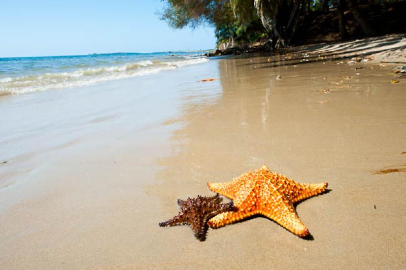 Estrellas de Mar en la Playa, San Onofre, Sucre, S...