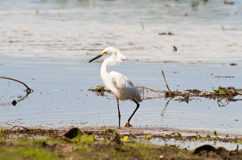 Ardea alba, Lago de Maica, Santarem, Para, Brasil,...