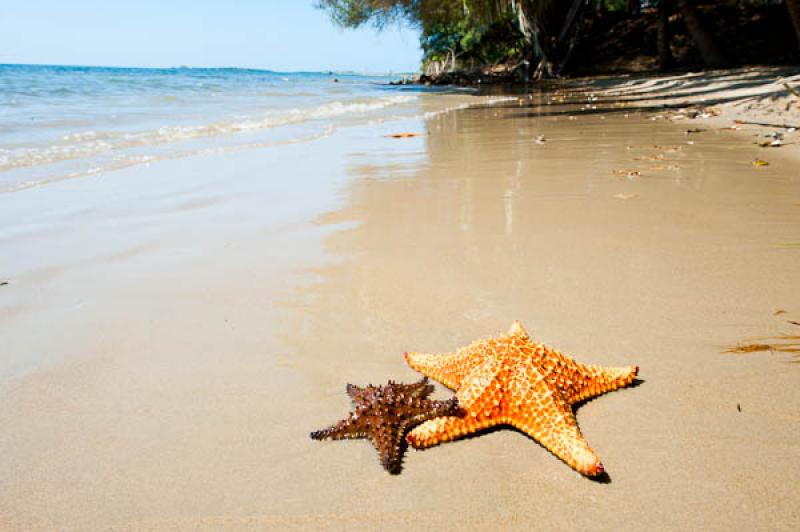 Estrellas de Mar en la Playa, San Onofre, Sucre, S...