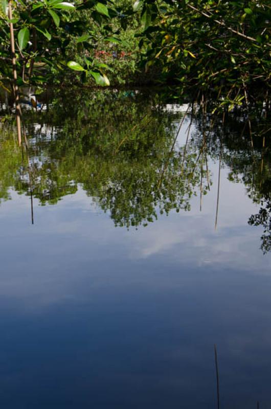 Manglar de Bahia de Cispata, San Antero, Cordoba, ...