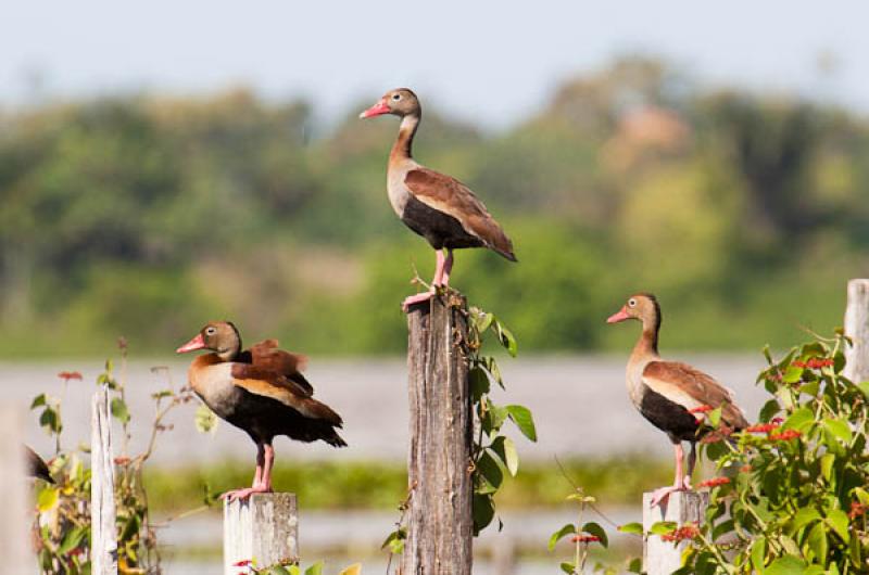 Amazonetta brasiliensis, Lago de Maica, Santarem, ...