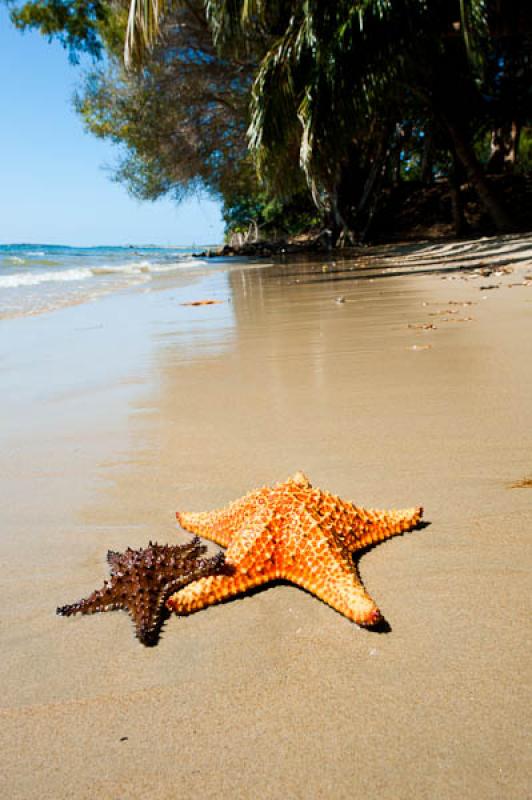 Estrellas de Mar en la Playa, San Onofre, Sucre, S...