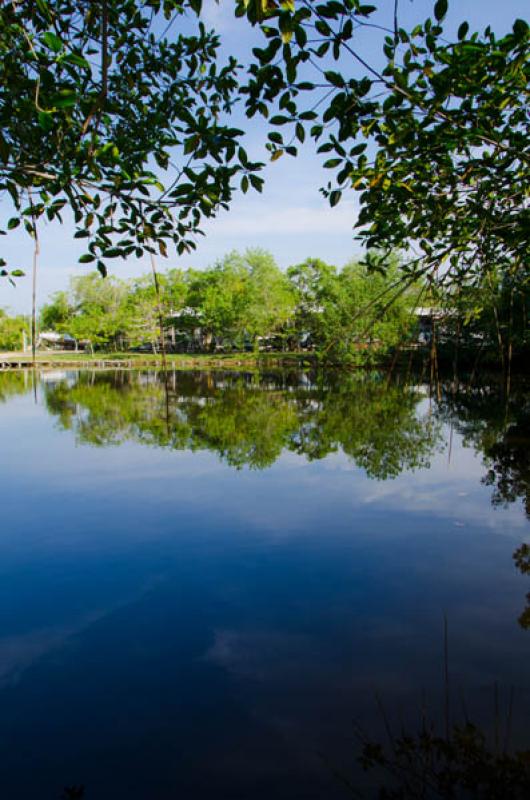 Manglar de Bahia de Cispata, San Antero, Cordoba, ...