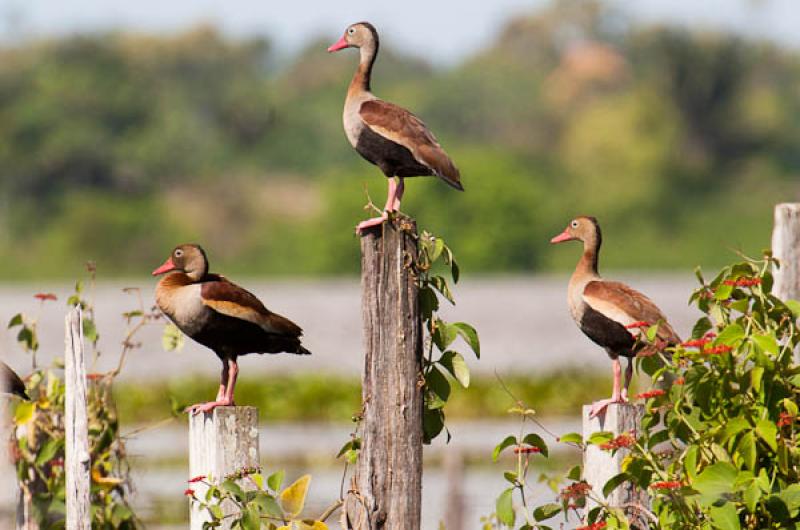 Amazonetta brasiliensis, Lago de Maica, Santarem, ...