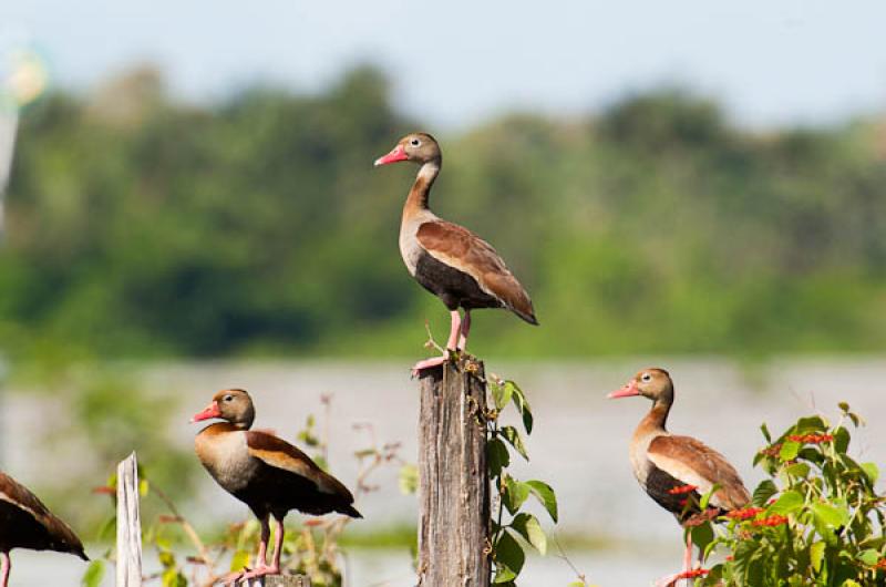 Amazonetta brasiliensis, Lago de Maica, Santarem, ...