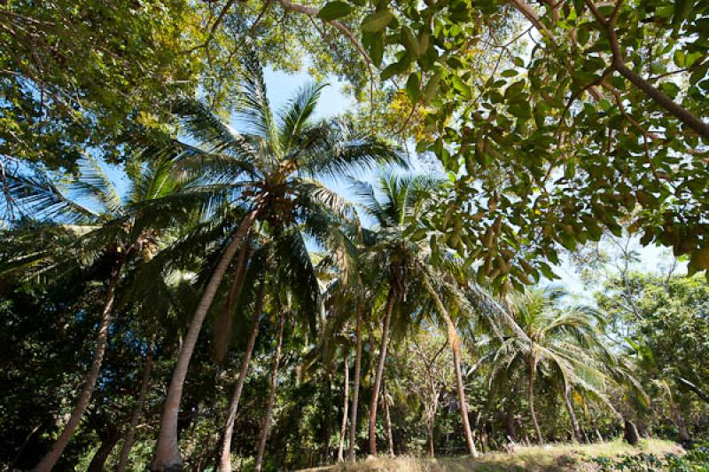 Reserva Natural Sanguare, San Onofre, Sucre, Since...