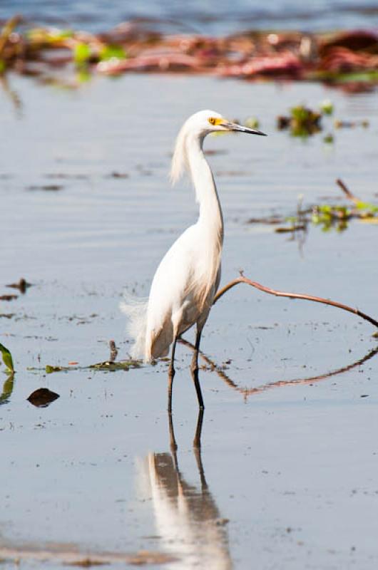 Ardea alba, Lago de Maica, Santarem, Para, Brasil,...