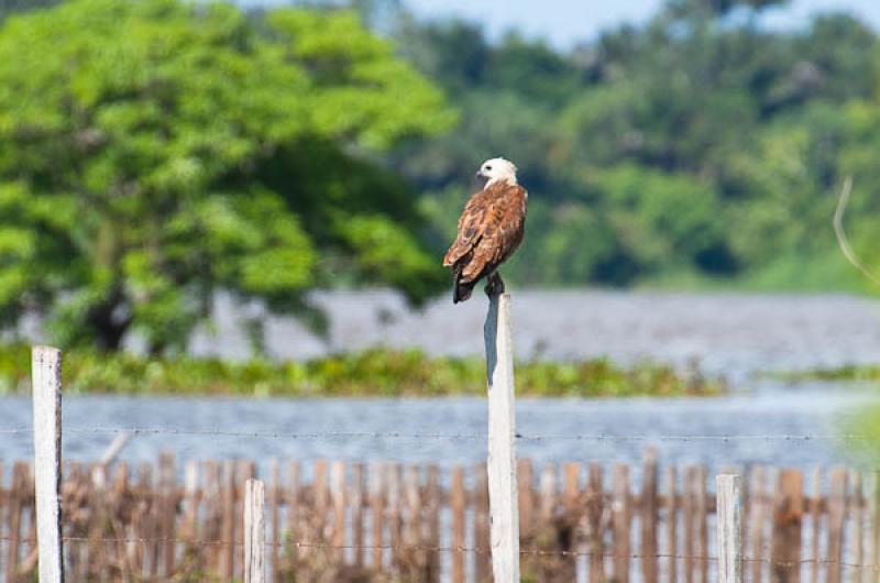 Busarellus nigricollis, Lago de Maica, Santarem, P...