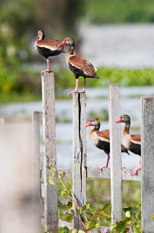 Amazonetta brasiliensis, Lago de Maica, Santarem, ...