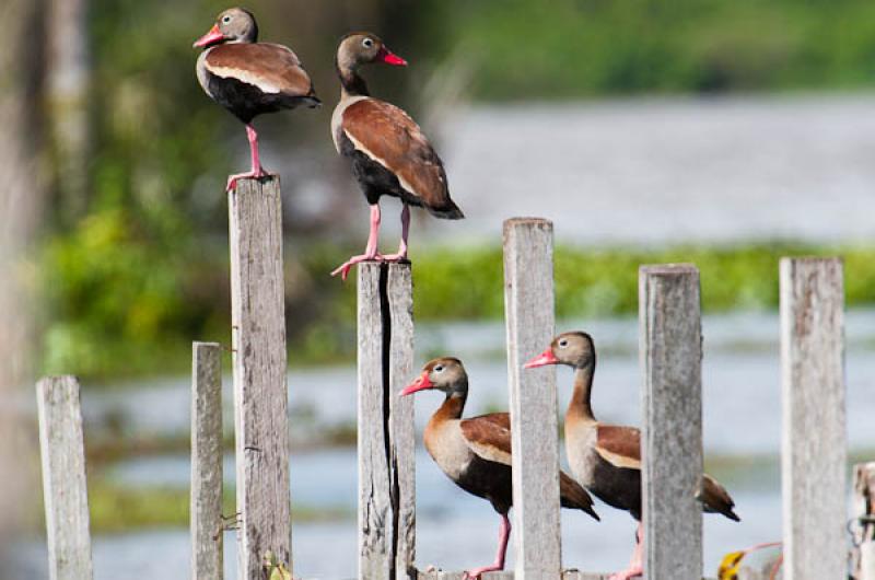 Amazonetta brasiliensis, Lago de Maica, Santarem, ...