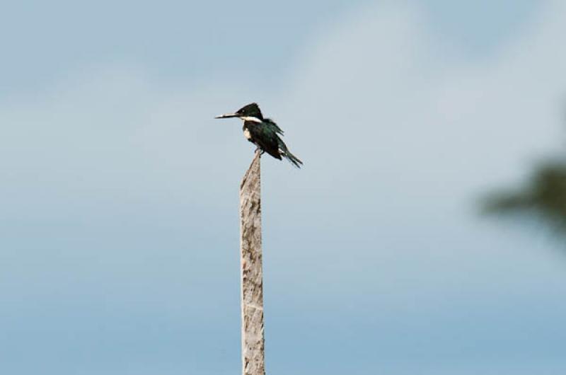 Megaceryle torquata, Lago de Maica, Santarem, Para...