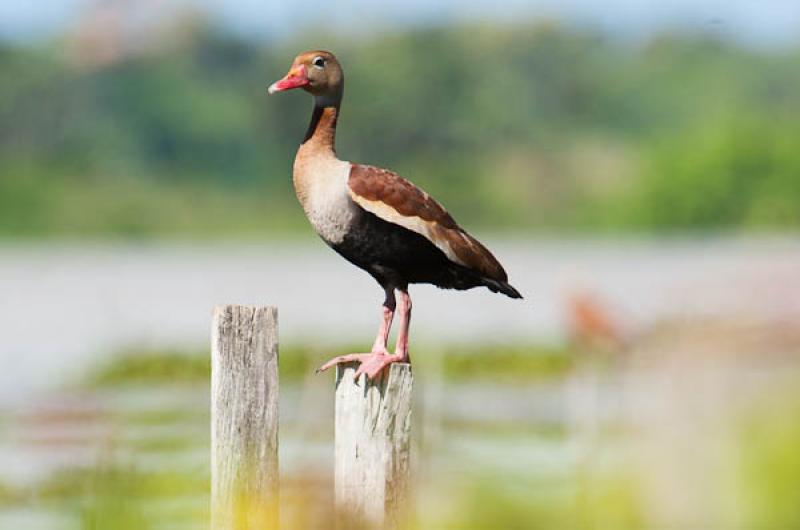 Amazonetta brasiliensis, Lago de Maica, Santarem, ...