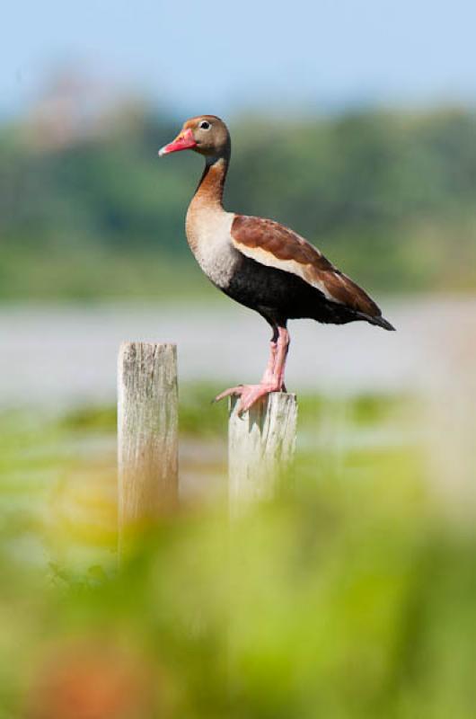 Amazonetta brasiliensis, Lago de Maica, Santarem, ...