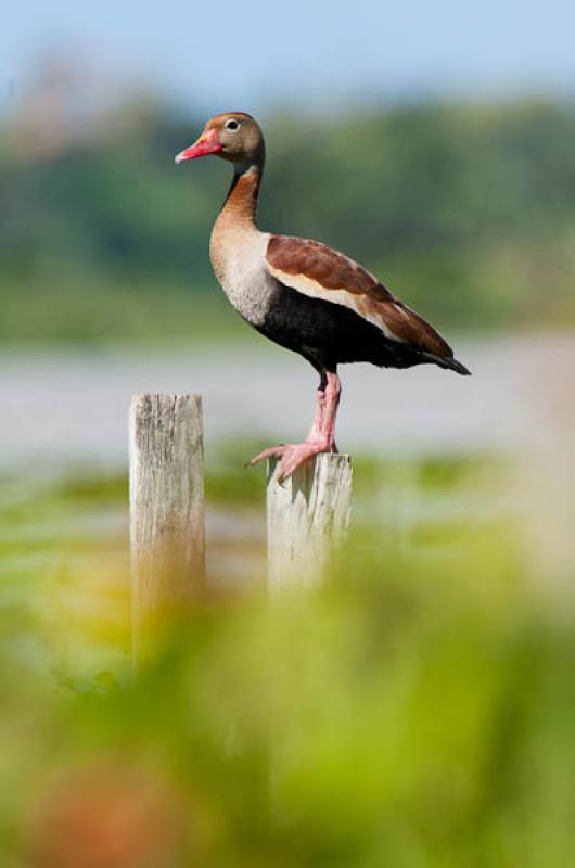 Amazonetta brasiliensis, Lago de Maica, Santarem, ...