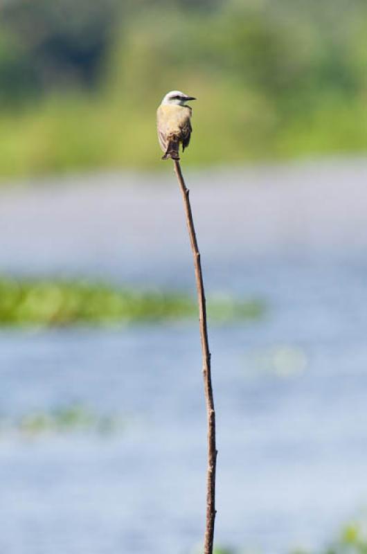 Machetornis rixosa, Lago de Maica, Santarem, Para,...