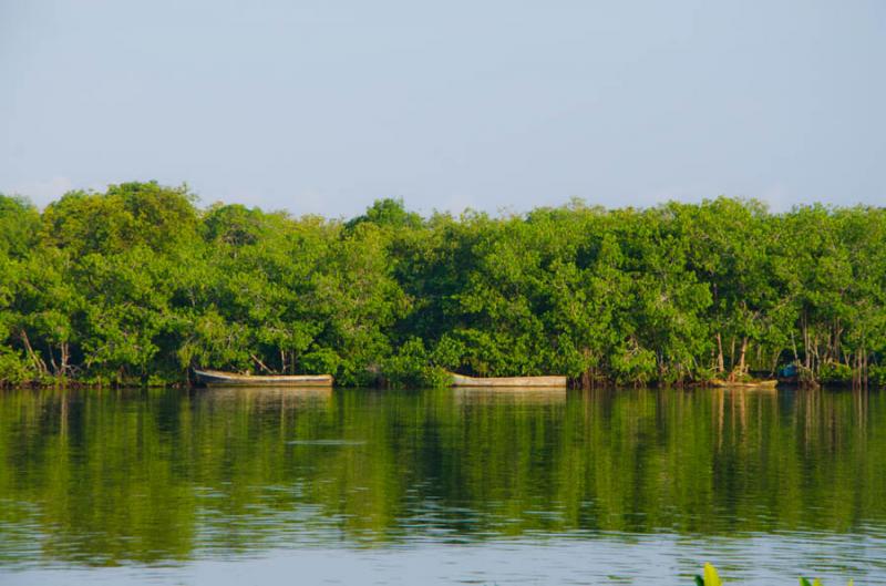 Manglar de Bahia de Cispata, San Antero, Cordoba, ...