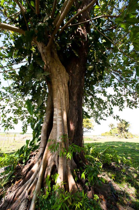 Detalle de un Arbol