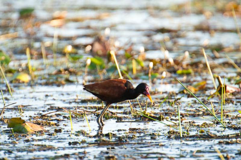 Aramides cajanea, Lago de Maica, Santarem, Para, B...