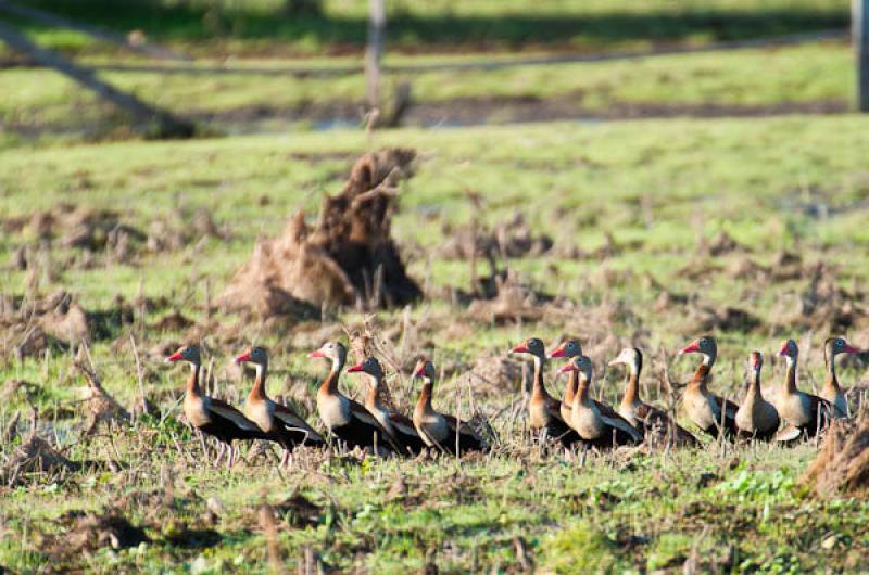 Amazonetta brasiliensis, Lago de Maica, Santarem, ...