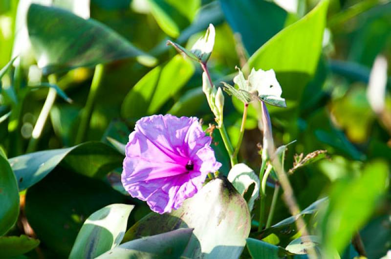 Ipomoea Indica