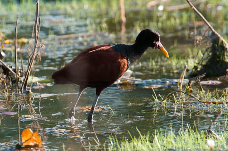 Aramides cajanea, Lago de Maica, Santarem, Para, B...