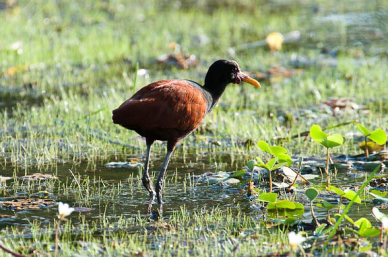 Aramides cajanea, Lago de Maica, Santarem, Para, B...