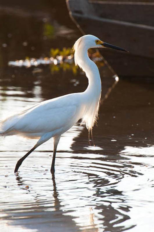 Ardea alba, Lago de Maica, Santarem, Para, Brasil,...