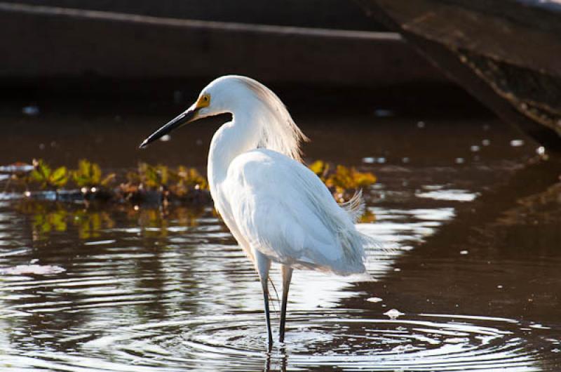 Ardea alba, Lago de Maica, Santarem, Para, Brasil,...